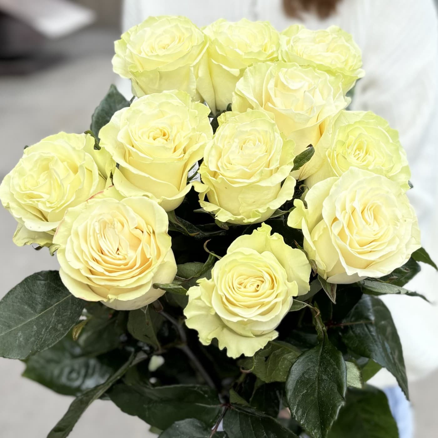 11 белых эквадорских роз 80 см