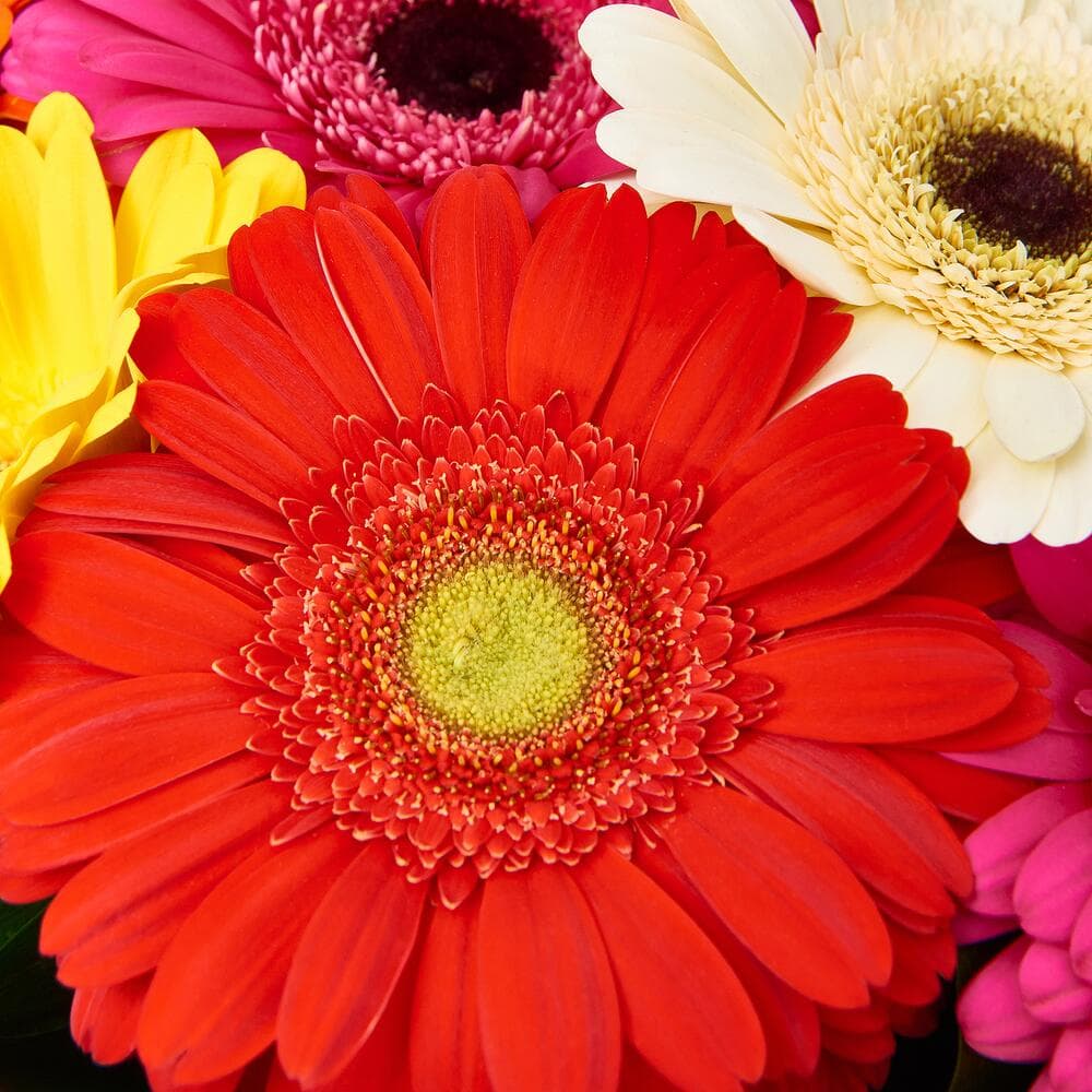 15 гербер в крафте — фото 3 — купить в Тбилиси — фото 3