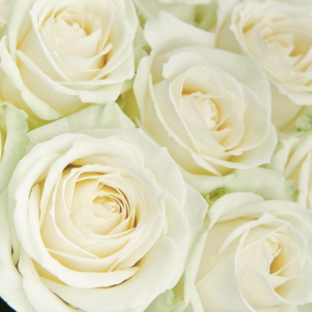 19 белых роз — фото 3 — купить в Тбилиси — фото 3