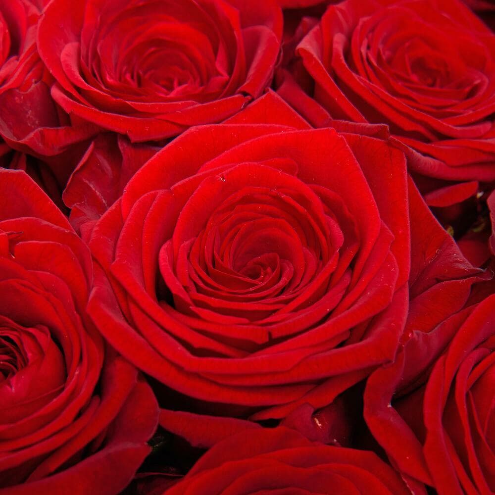 19 роз (цвет на выбор) — фото 3 — купить в Тбилиси — фото 3