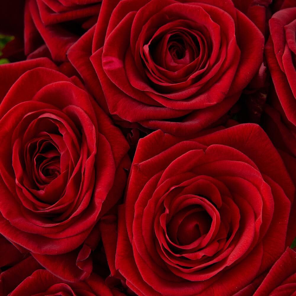 21 красная роза — фото 5 — купить в Тбилиси — фото 5