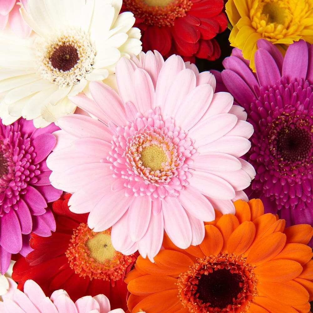 21 мини гербера — фото 2 — купить в Тбилиси — фото 2