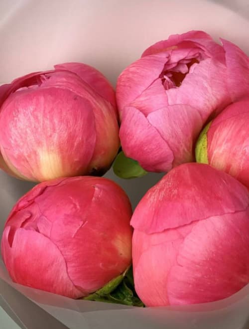 3 пиона (цвет на выбор) — фото 2 — купить в Тбилиси — фото 2