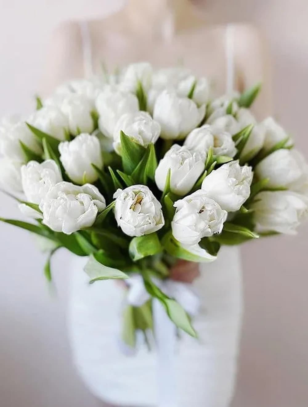 31 белый тюльпан