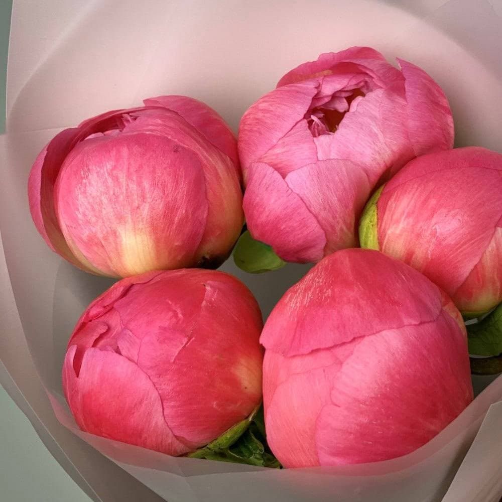 5 коралловых пионов — фото 3 — купить в Тбилиси — фото 3