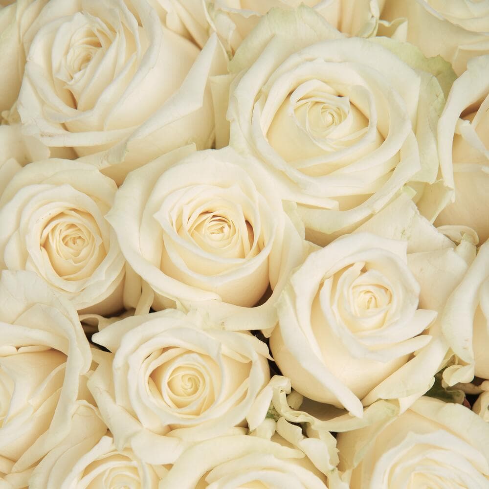 51 белая роза — фото 5 — купить в Тбилиси — фото 5