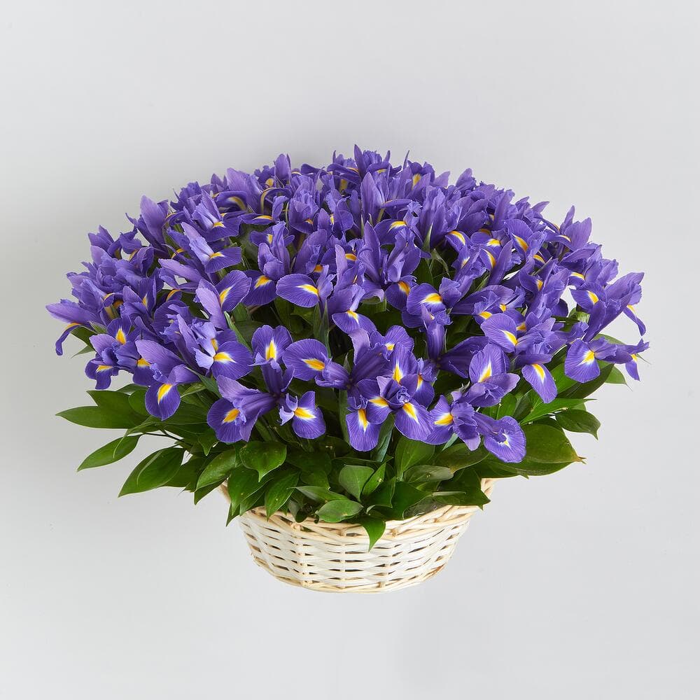 51 ирис в корзине — фото 3 — купить в Тбилиси — фото 3