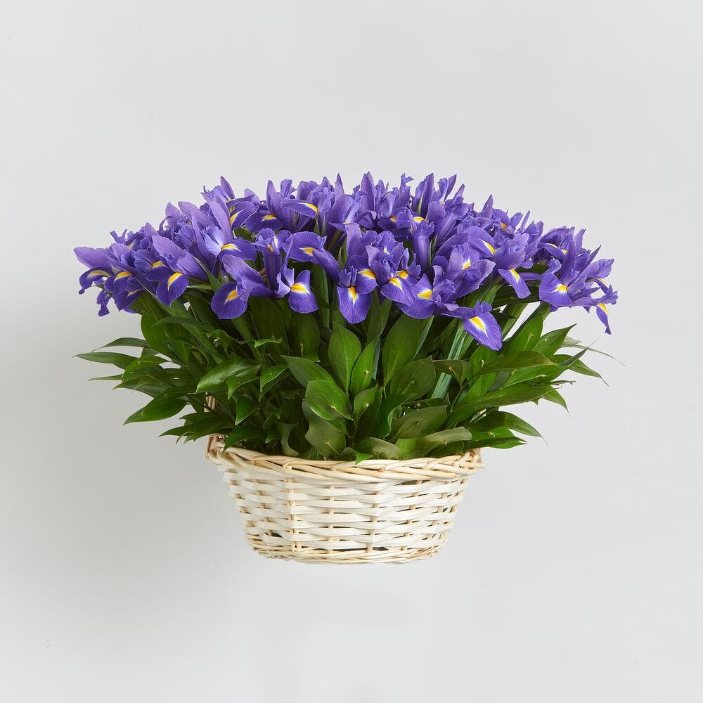 51 ирис в корзине — фото 4 — купить в Тбилиси — фото 4
