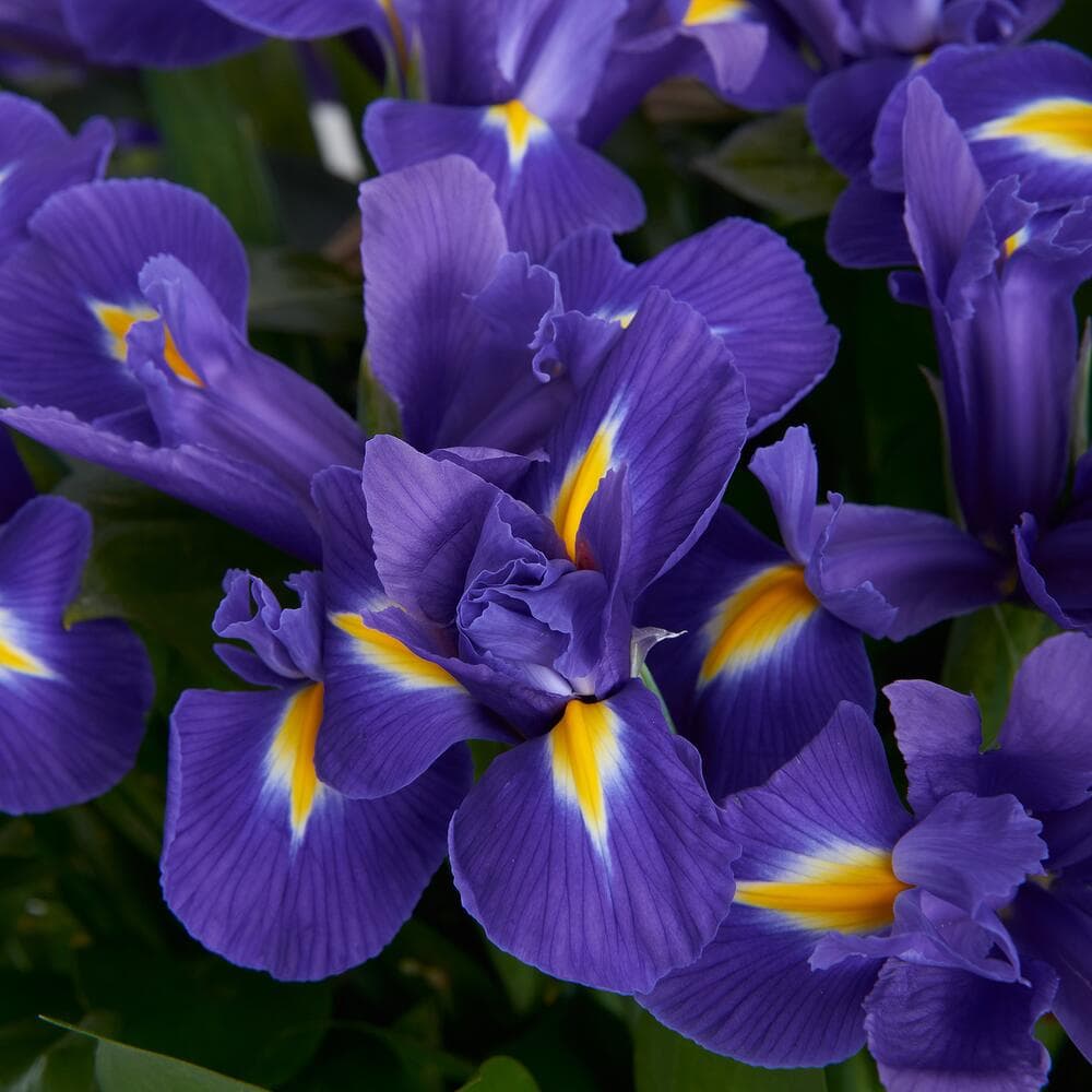 51 ирис в корзине — фото 5 — купить в Тбилиси — фото 5