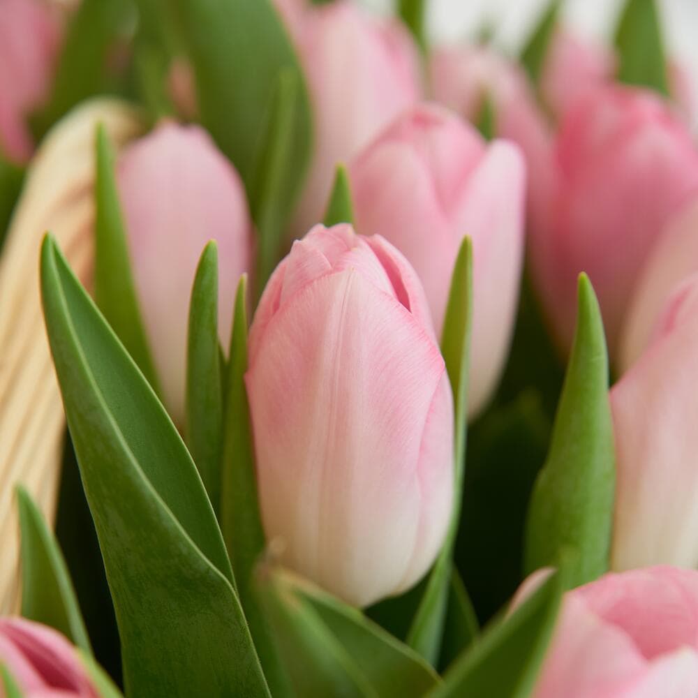 51 розовый тюльпан в корзине — фото 5 — купить в Тбилиси — фото 5