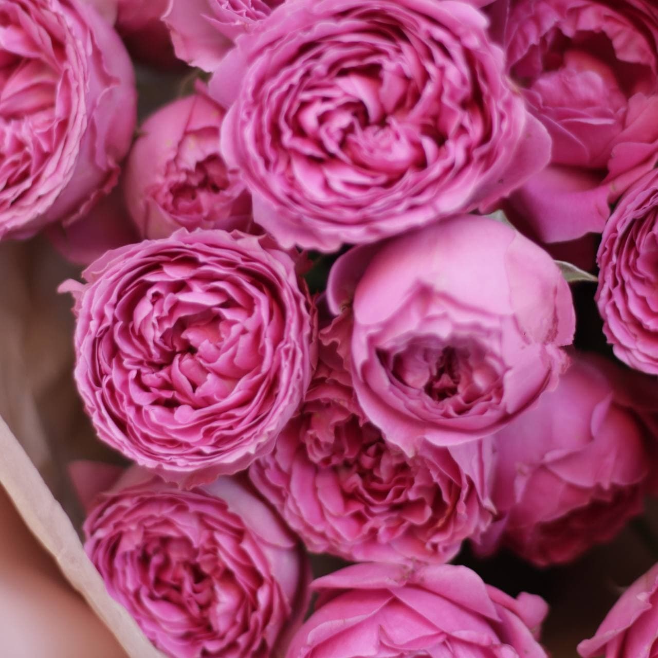 7 пионовидных роз "Misty Bubbles" — фото 2 — купить в Тбилиси — фото 2