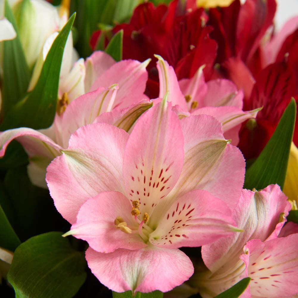 Букет из 15 альстромерий (цвет на выбор) — фото 5 — купить в Тбилиси — фото 5