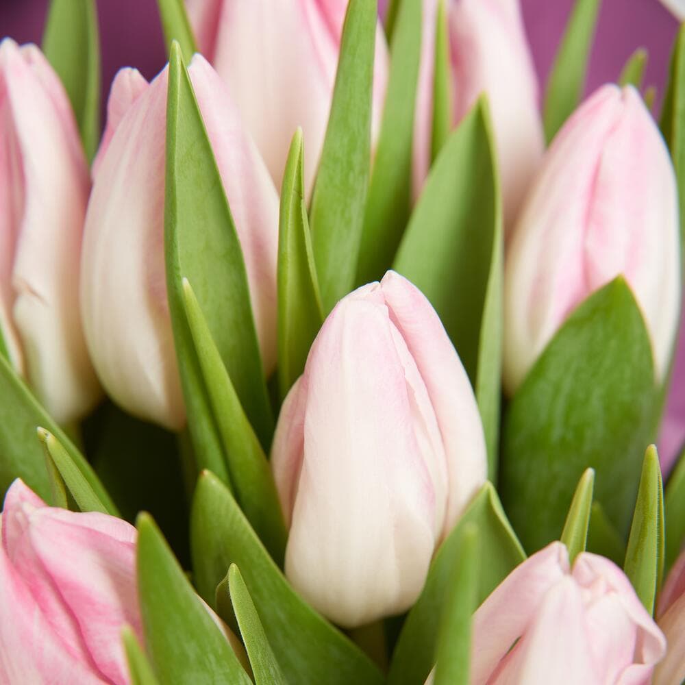Букет из 15 розовых тюльпанов — фото 4 — купить в Тбилиси — фото 4