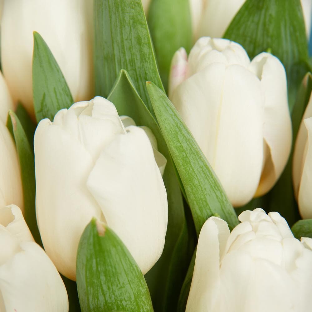 Букет из 15 тюльпанов (цвет на выбор) — фото 5 — купить в Тбилиси — фото 5