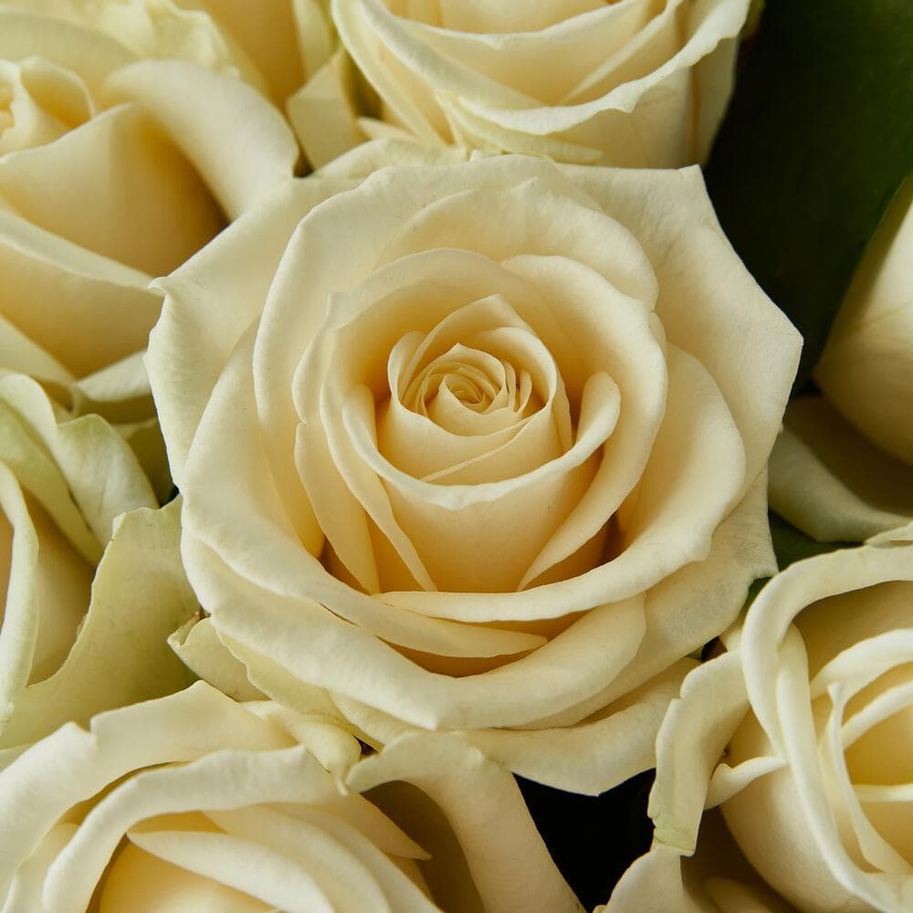 Букет "Утренняя роса" из 25 белых роз в крафте — фото 5 — купить в Тбилиси — фото 5